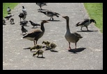 Kent - Leeds Castle -05-06-2014 - Bogdan Balaban
